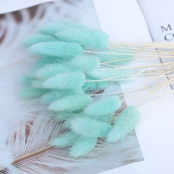 Rabbit tail grass dry flower 1p