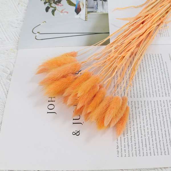 Rabbit tail grass dry flower 1p