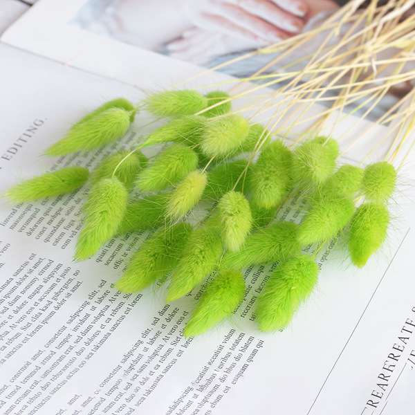Rabbit tail grass dry flower 1p