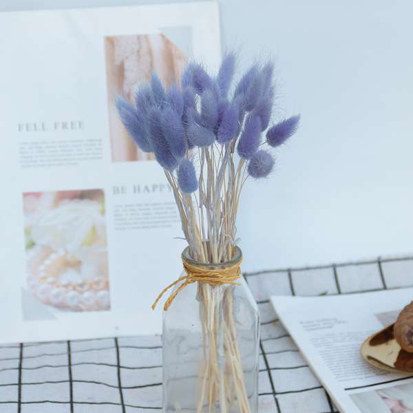 Rabbit tail grass dry flower 1p