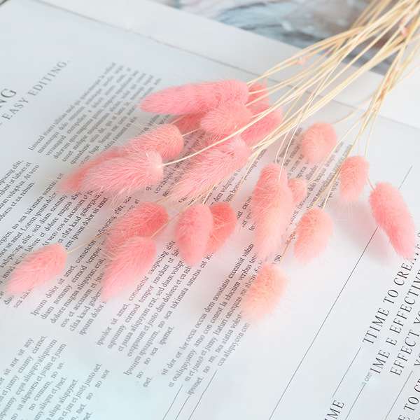 Rabbit tail grass dry flower 1p