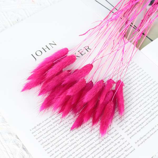 Rabbit tail grass dry flower 1p