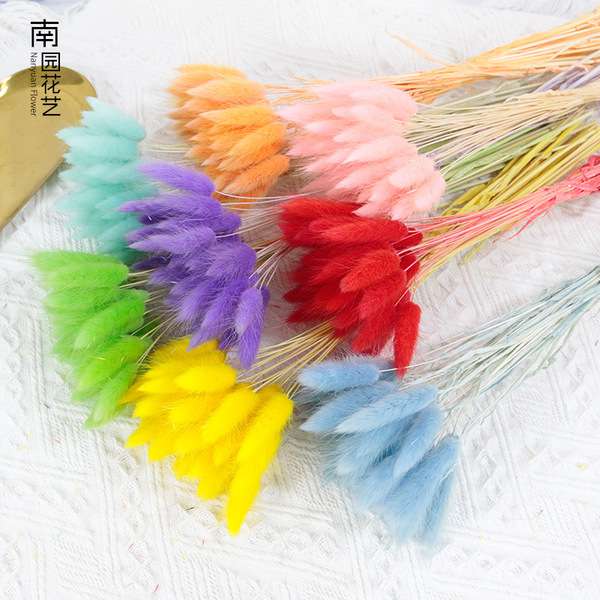 Rabbit tail grass dry flower 1p
